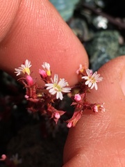 Systenotheca vortriedei