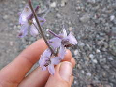 Delphinium parishii parishii