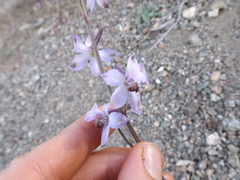 Delphinium parishii parishii