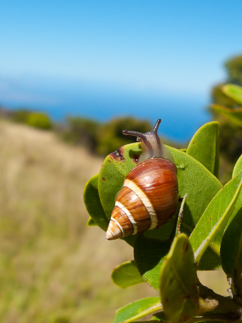 Partulina snail