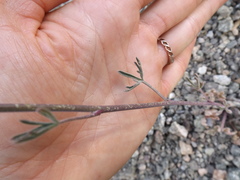 Delphinium parishii parishii