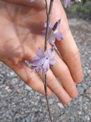 Delphinium parishii parishii