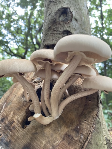 Cyclocybe cylindracea