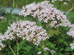 Valeriana officinalis