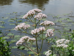 Valeriana officinalis