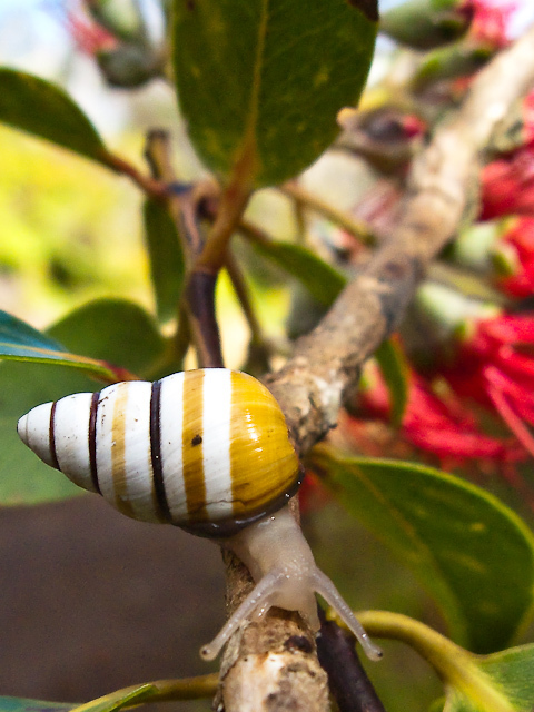 Partulina mighelsiana