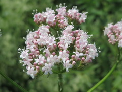 Valeriana officinalis