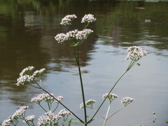 Valeriana officinalis