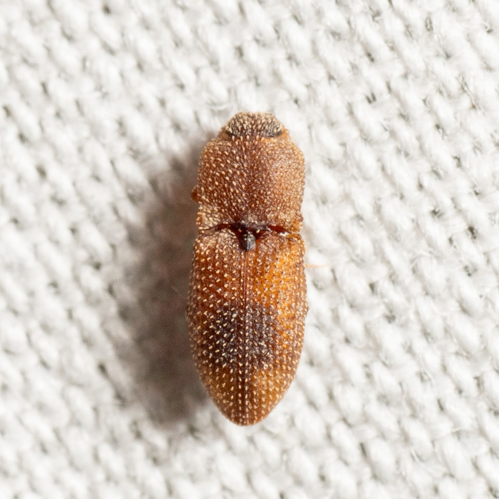 Click beetle