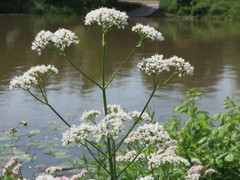 Valeriana officinalis