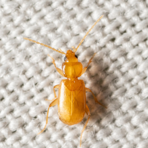 Micratopus insularis