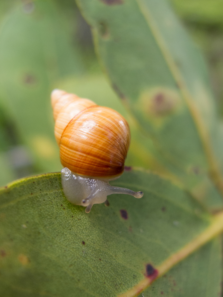 Partulina variabilis