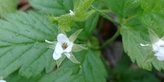 Rubus pubescens