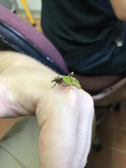 Pycnopalpa bicordata