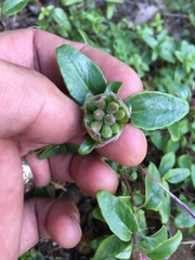 Monardella macrantha
