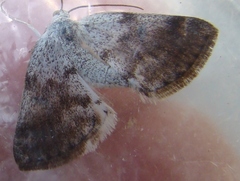 Lomographa semiclarata