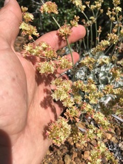 Eriogonum saxatile