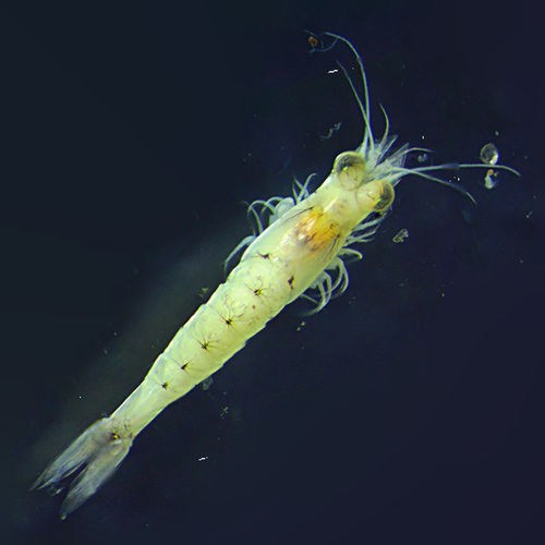 Paramysis lacustris