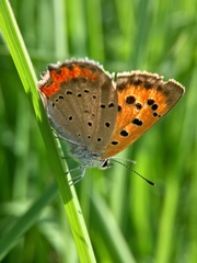 Lycaena phlaeas daimio