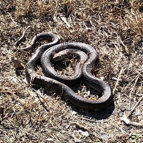 Eastern Brown Snake sighting