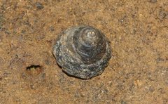 Bembicium