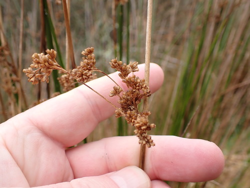 Image of Juncus edgariae by (c) Leon Perrie, some rights reserved (CC BY)