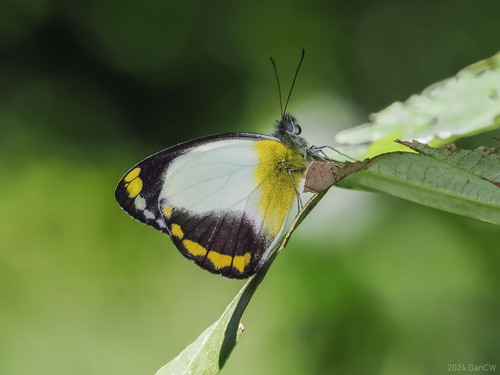 Delias ennia (Wallace, 1867)