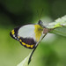 Yellow-banded Jezebel - Photo (c) Cheongweei Gan, some rights reserved (CC BY), uploaded by Cheongweei Gan