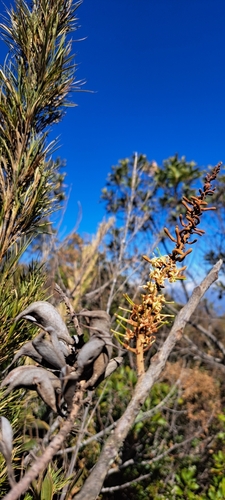 Roupala caparoensis