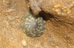 Bembicium