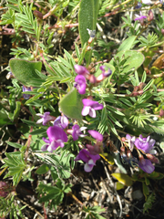 Astragalus vexilliflexus