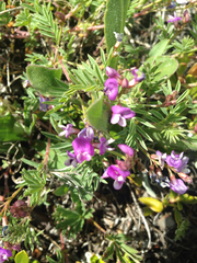 Astragalus vexilliflexus
