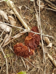 Gyromitra esculenta