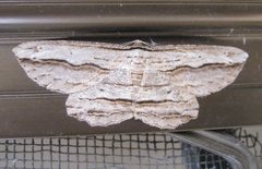 Euphronarcha luxaria