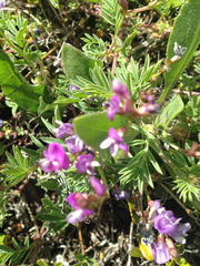 Astragalus vexilliflexus