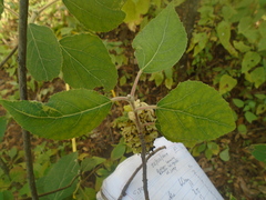 Populus simaroa