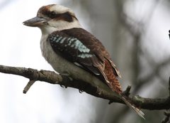 Dacelo novaeguineae novaeguineae