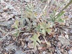 Delphinium parishii parishii