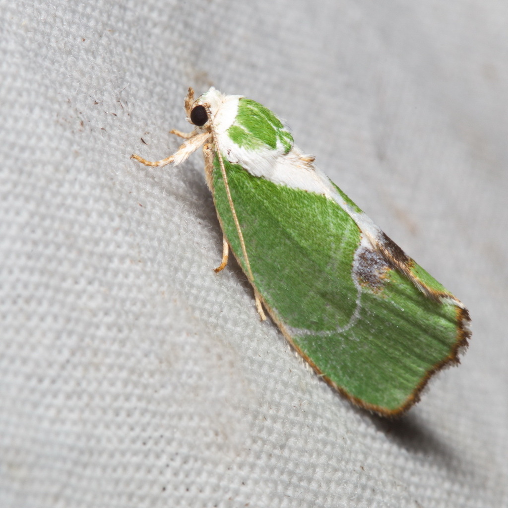 Parhylophila celsiana
