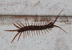 Lithobius peregrinus