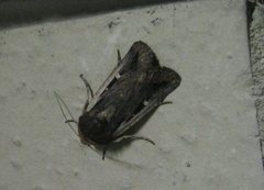 Proteuxoa tortisigna