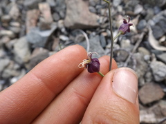 Caulanthus amplexicaulis