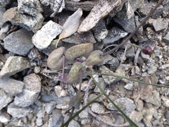 Caulanthus amplexicaulis