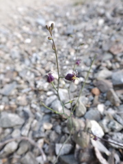 Caulanthus amplexicaulis