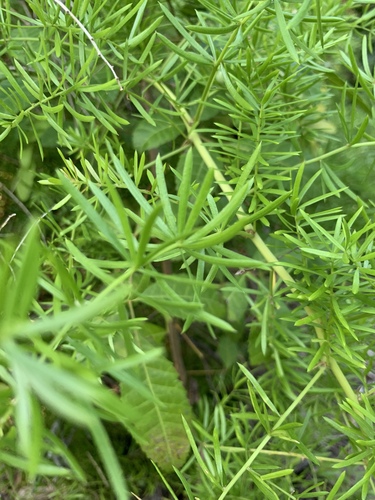 Asparagus aethiopicus image