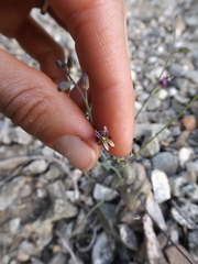 Caulanthus amplexicaulis