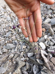 Caulanthus amplexicaulis