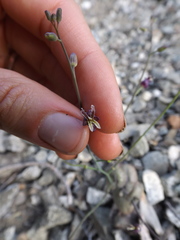 Caulanthus amplexicaulis