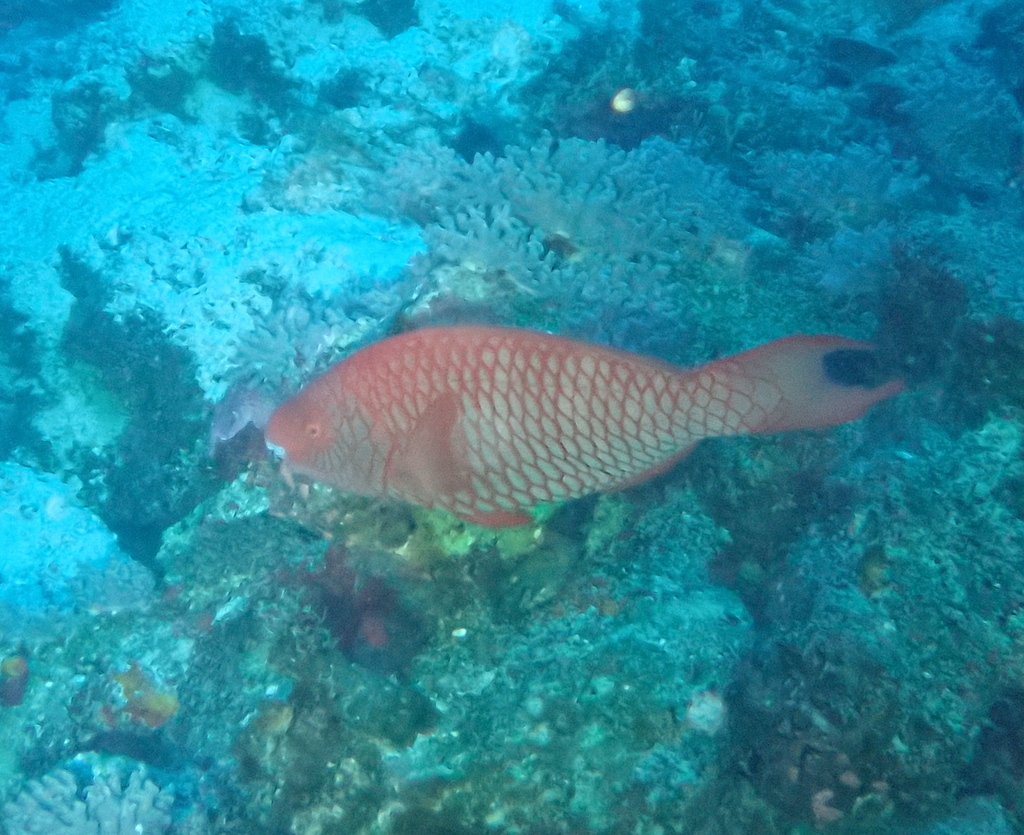 Red Parrotfish