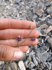 Caulanthus amplexicaulis